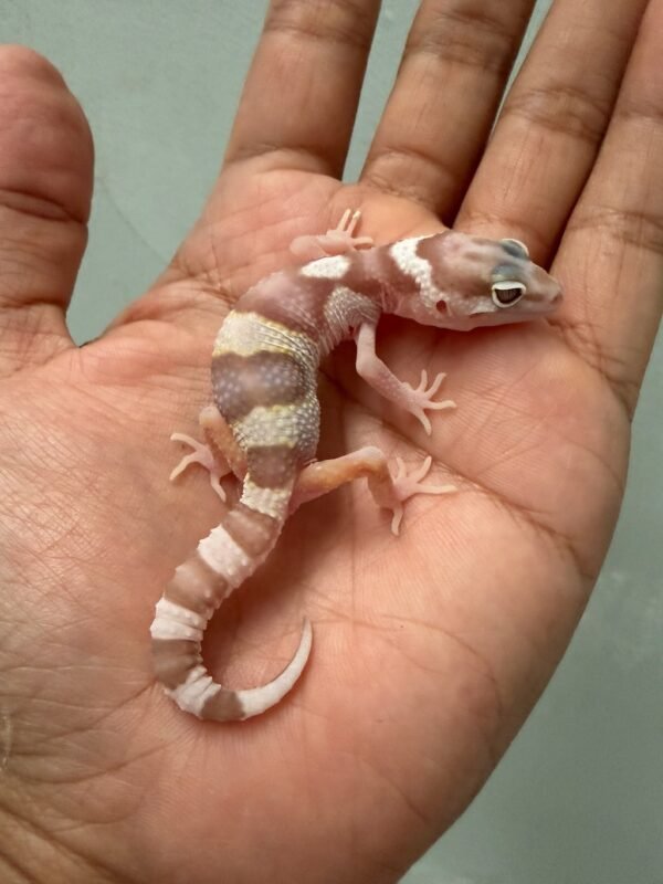 IMG_5377 jual gecko white & yellow mack snow tremper incub jantan baby