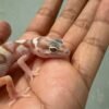 IMG_5378 White & Yellow Mack Snow Tremper - incub Jantan - R262264