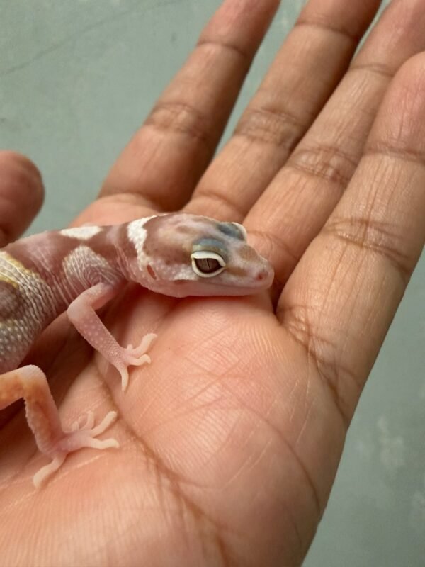 IMG_5378 White & Yellow Mack Snow Tremper - incub Jantan - R262264