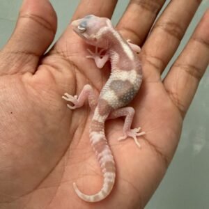 jual gecko white & yellow mack snow raptor incub jantan baby