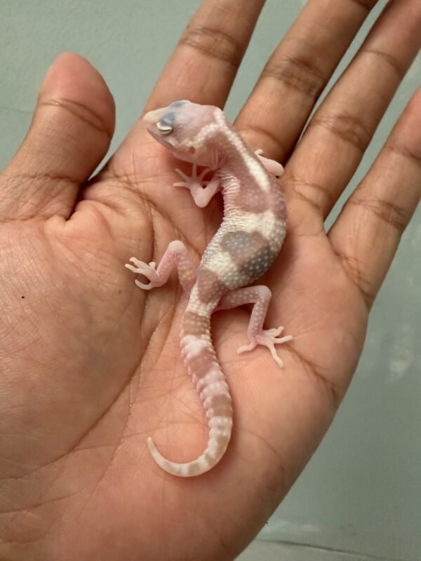 jual gecko white & yellow mack snow raptor incub jantan baby