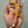 IMG_5382 jual gecko white and yellow tremper poss giant jantan