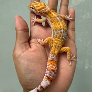 jual gecko white and yellow tremper poss giant jantan