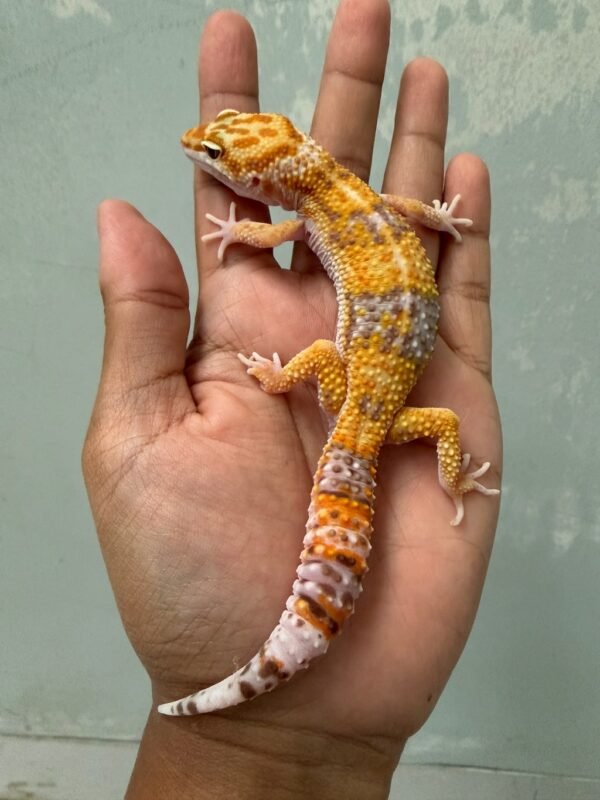 IMG_5382 jual gecko white and yellow tremper poss giant jantan