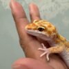 IMG_5383 White & Yellow Tremper poss Giant - Jantan - R260828 - RARE