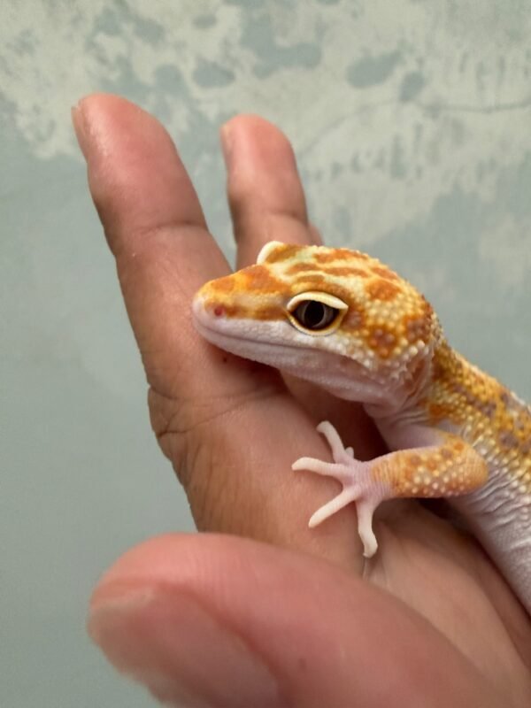 IMG_5383 White & Yellow Tremper poss Giant - Jantan - R260828 - RARE