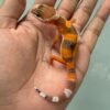 IMG_5385 jual gecko dark shtctb incub jantan baby minus murah