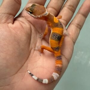 jual gecko dark shtctb incub jantan baby minus murah
