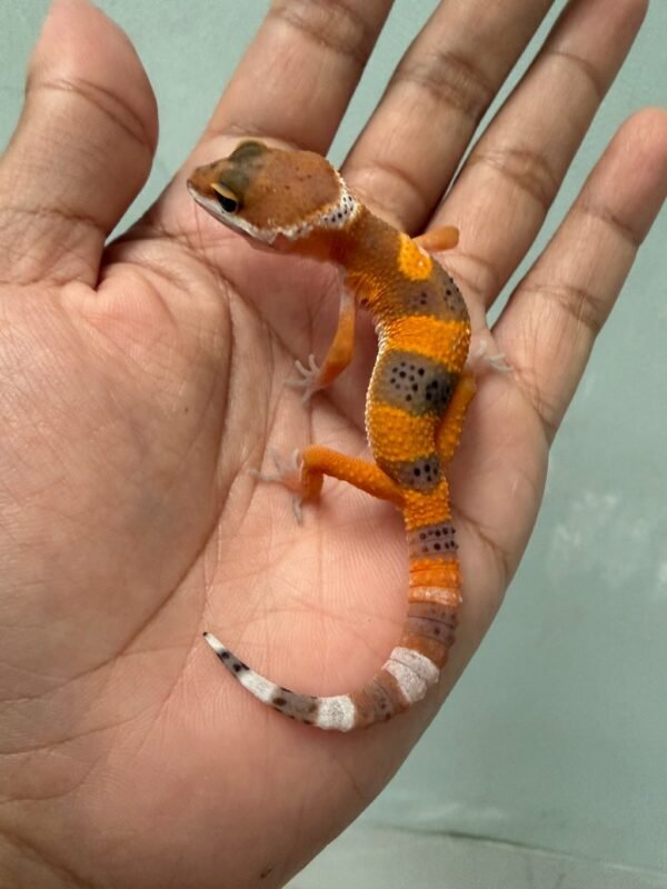 IMG_5385 jual gecko dark shtctb incub jantan baby minus murah