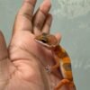 IMG_5386 "Dark" SHTCTB ph Tremper - incub Jantan - R262034 - MINUS