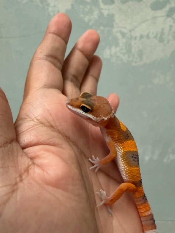 IMG_5386 "Dark" SHTCTB ph Tremper - incub Jantan - R262034 - MINUS