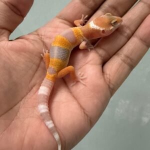 jual gecko sunglow incub jantan baby