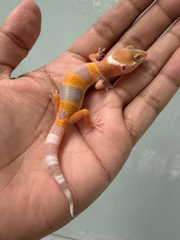IMG_5389 jual gecko sunglow incub jantan baby