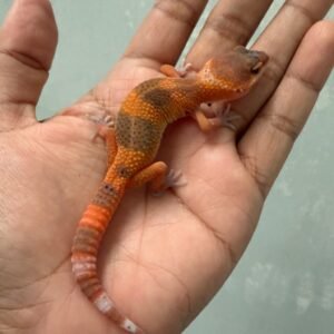 jual gecko shtctb tomato incub jantan baby