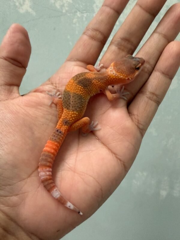 IMG_5392 jual gecko shtctb tomato incub jantan baby