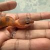 IMG_5393 SHTCTB Tomato ph Tremper - incub Jantan - R262237 - NICE COLOR