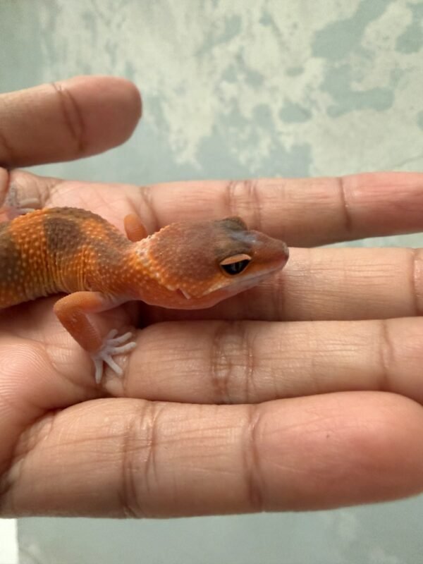 IMG_5393 SHTCTB Tomato ph Tremper - incub Jantan - R262237 - NICE COLOR