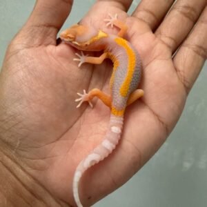jual gecko bell lavender stripe incub jantan baby