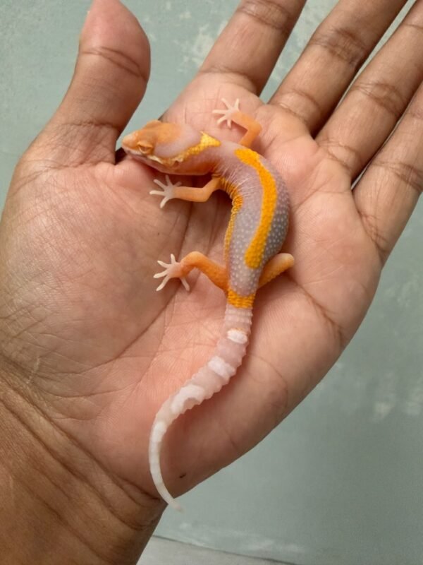 IMG_5396 jual gecko bell lavender stripe incub jantan baby