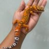 IMG_5398 jual gecko tangerine jungle fire line het raptor jantan big body bahan bagus