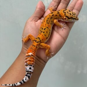jual gecko tangerine jungle fire line het raptor jantan big body bahan bagus