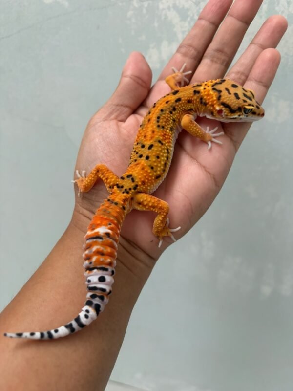 IMG_5398 jual gecko tangerine jungle fire line het raptor jantan big body bahan bagus