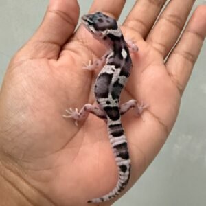 jual gecko mack snow black night cross het tremper jantan