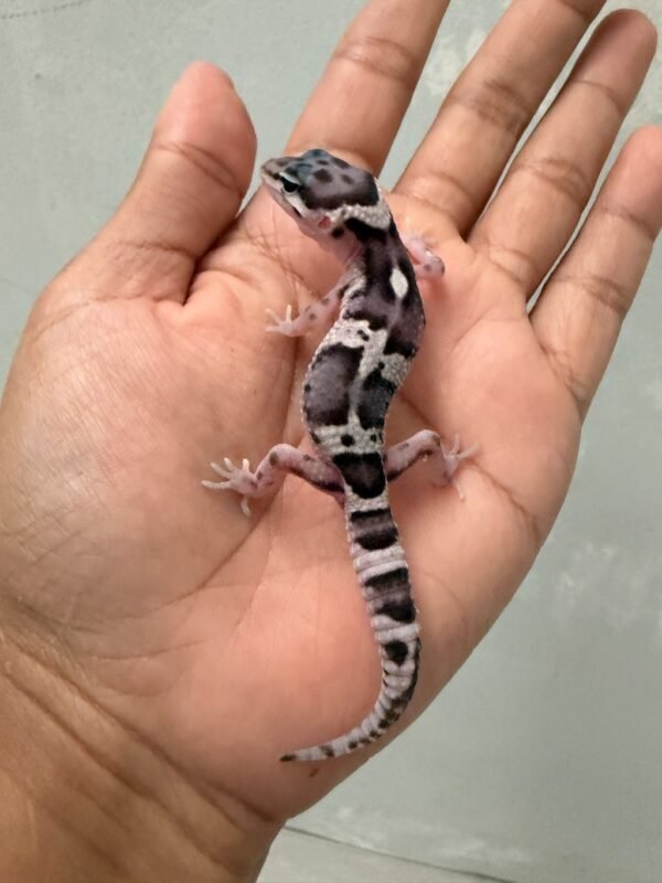 IMG_5401 jual gecko mack snow black night cross het tremper jantan