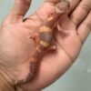 jual gecko tangerine chocolate jantan bahan kontes