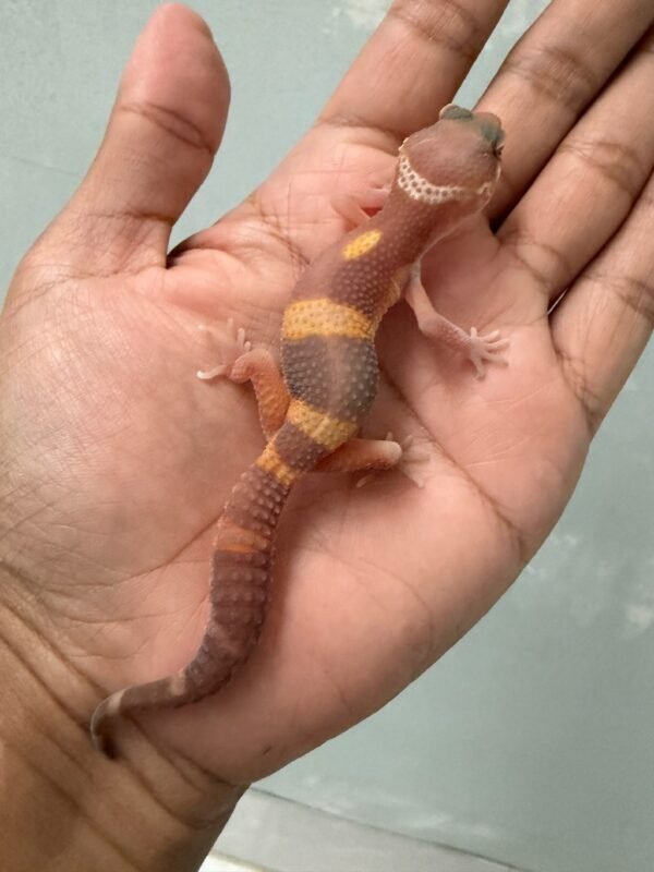 jual gecko tangerine chocolate jantan bahan kontes