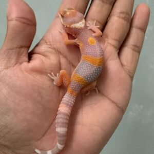 jual gecko tremper lavender poss giant black night cross incub jantan