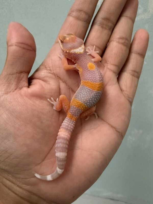 IMG_5407 jual gecko tremper lavender poss giant black night cross incub jantan