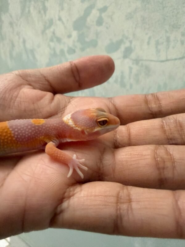 IMG_5408 Tremper Lavender poss Giant Black Night Cross - incub Jantan - R262389 - NEW PROJECT