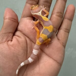 jual gecko tremper lavender incub jantan baby