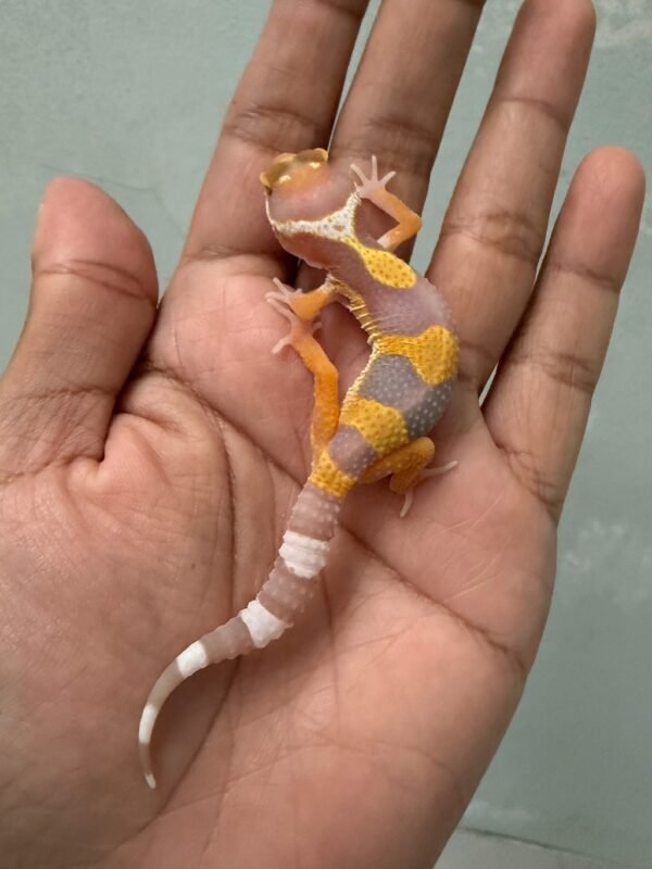 IMG_5410 jual gecko tremper lavender incub jantan baby
