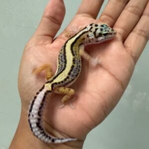 jual gecko bold stripe het tremper jantan contest quality