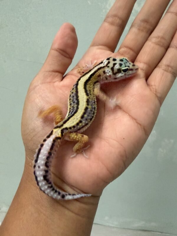 IMG_5414 jual gecko bold stripe het tremper jantan contest quality