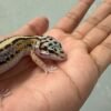 IMG_5415 Bold Stripe het Tremper - Jantan - R261617 - CONTEST QUALITY