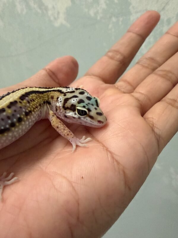 IMG_5415 Bold Stripe het Tremper - Jantan - R261617 - CONTEST QUALITY
