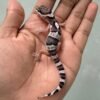 IMG_5417 jual gecko mack snow het tremper incub betina baby