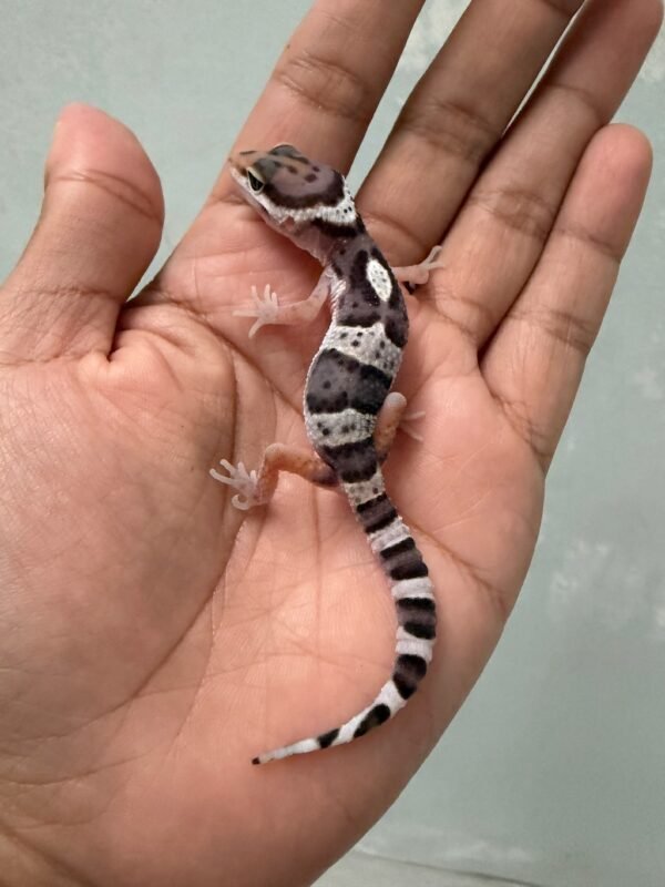 IMG_5417 jual gecko mack snow het tremper incub betina baby