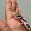 IMG_5418 Mack Snow het Tremper - incub Betina - R262108