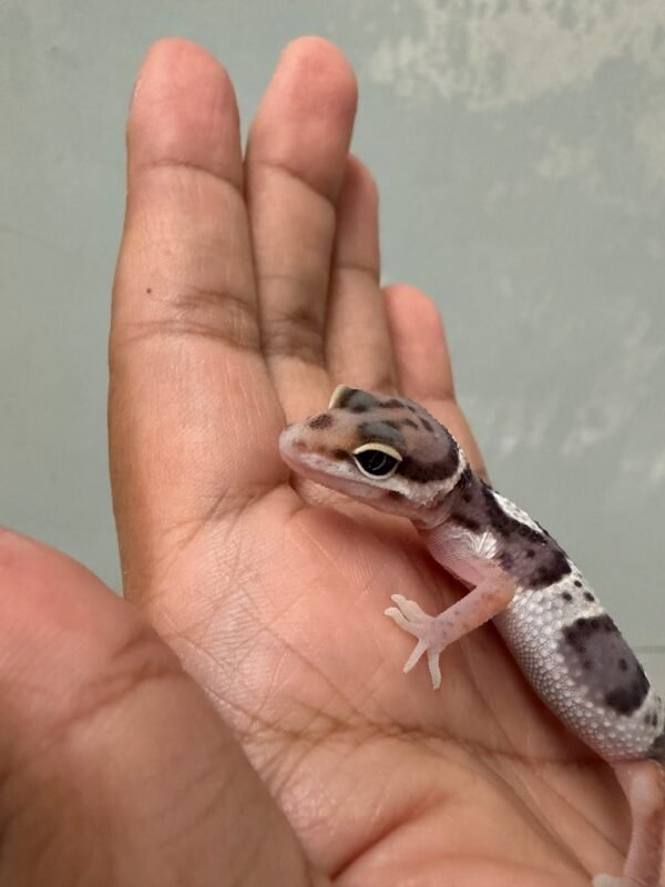 IMG_5418 Mack Snow het Tremper - incub Betina - R262108