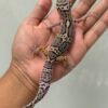 IMG_5422 jual gecko mack snow black night cross jantan