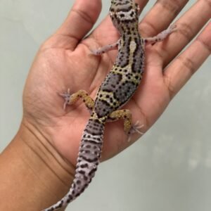 jual gecko mack snow black night cross jantan