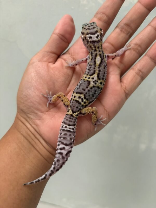 IMG_5422 jual gecko mack snow black night cross jantan