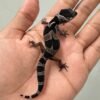 IMG_5425 jual gecko mack snow black night incub betina baby