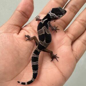 jual gecko mack snow black night incub betina baby