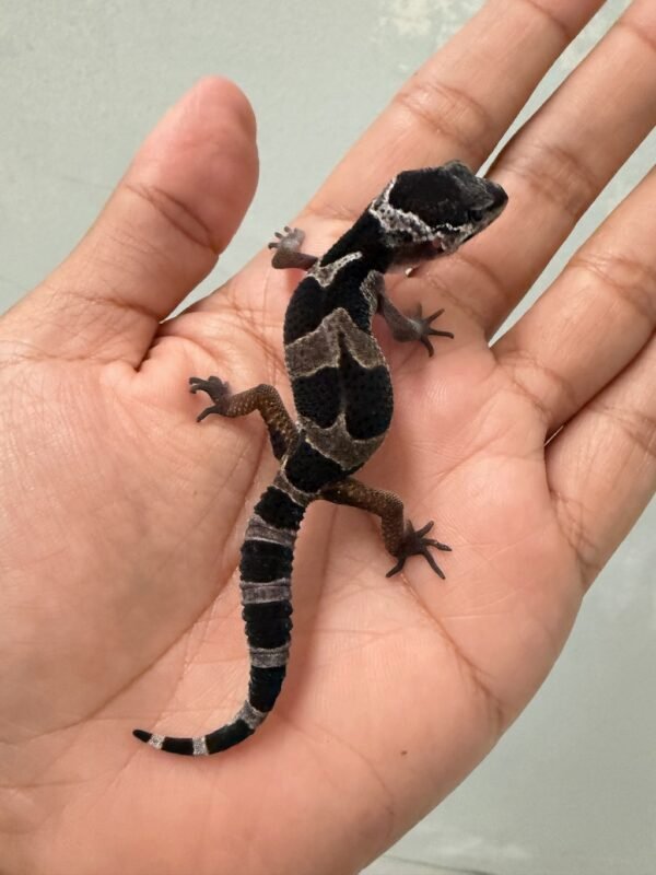 IMG_5425 jual gecko mack snow black night incub betina baby