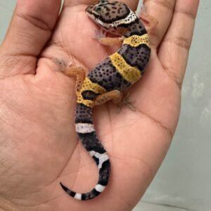 jual gecko tangerine black night cross het raptor incub betina